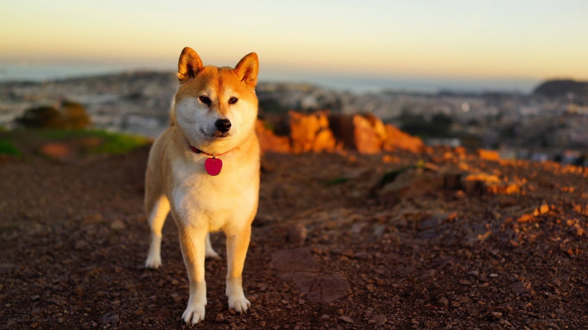 Shiba Inu at sunset