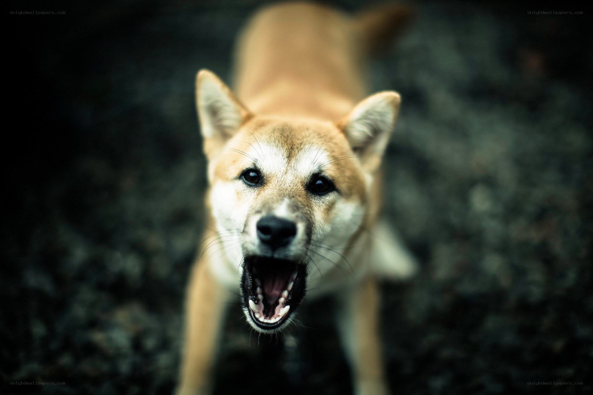 Shiba Inu barking at camera