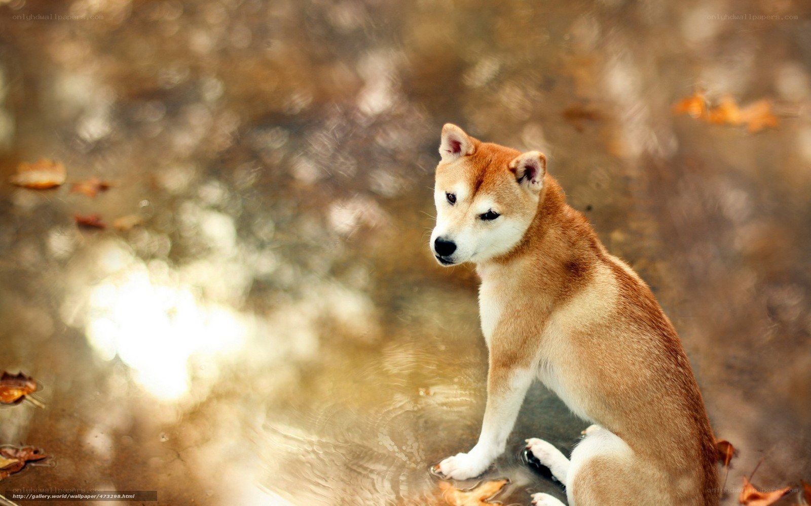 Shiba Inu by a pond
