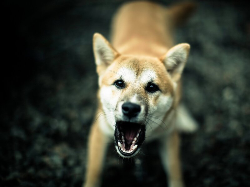 Shiba Inu Dog Barking — Brown