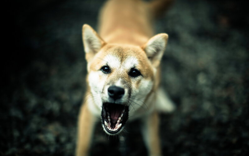 Shiba Inu Dog Barking