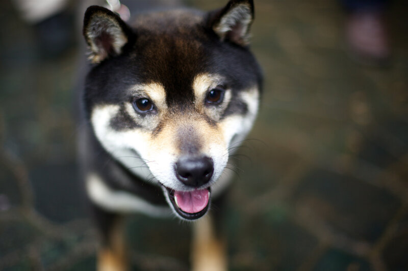 Shiba Inu Dog — Black, Calm