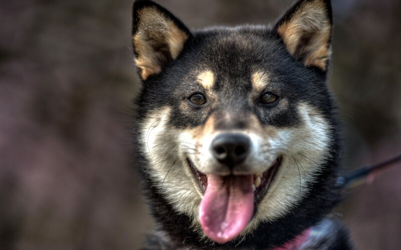 Shiba Inu Dog — Black, Happy