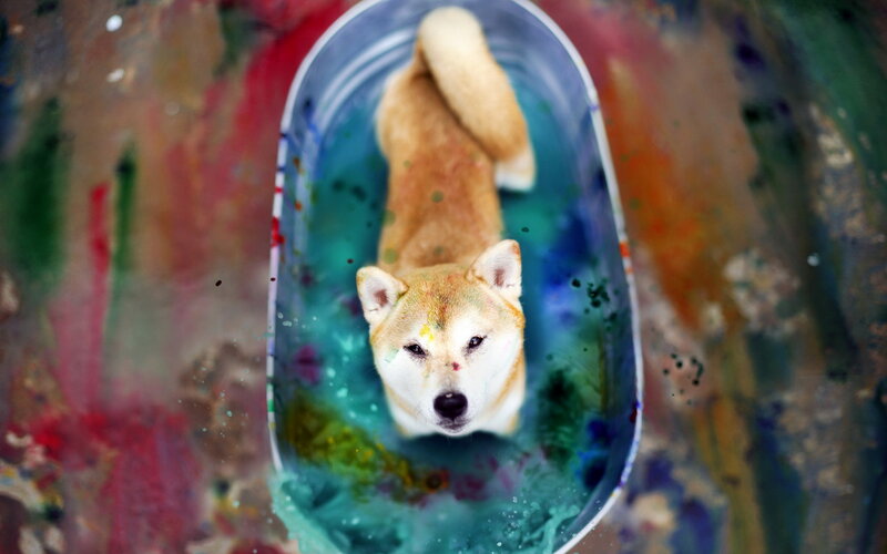 Shiba Inu Dog — Blue, Colorful