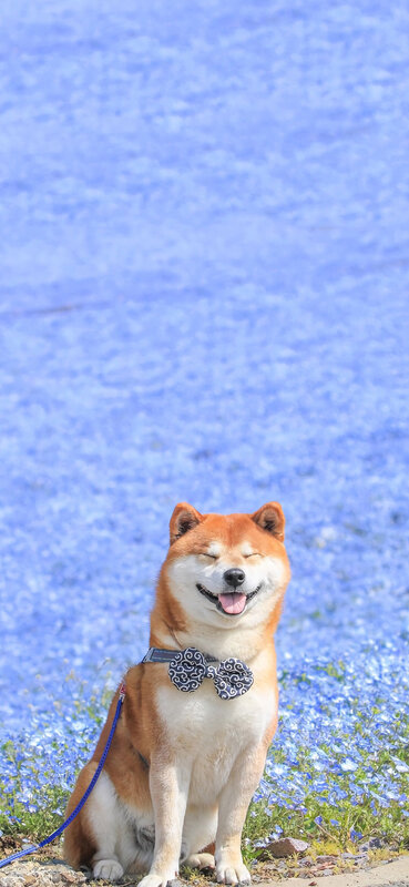 Shiba Inu Dog — Blue, Serene