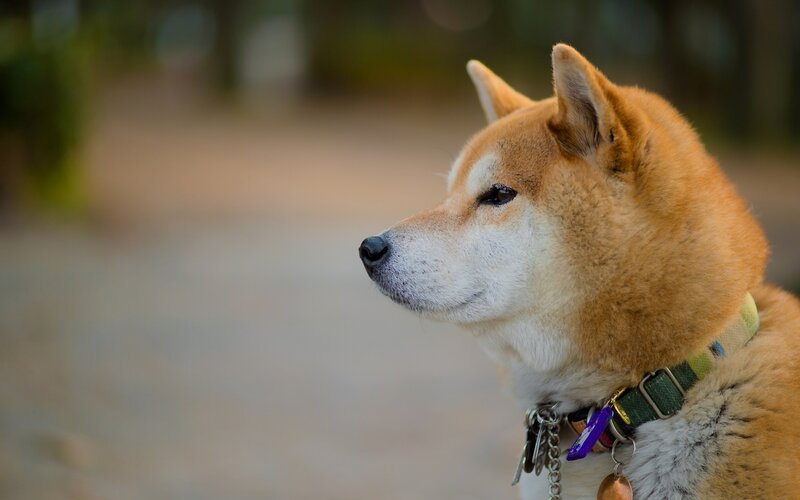 Shiba Inu Dog — Brown, Calm, Afternoon, Photograph, Collar