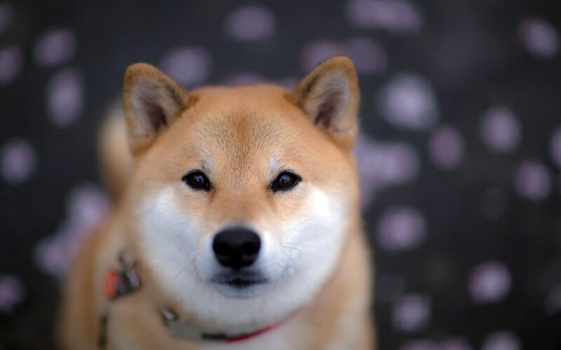 Shiba Inu Dog — Brown, Calm, Photograph, Collar, Background