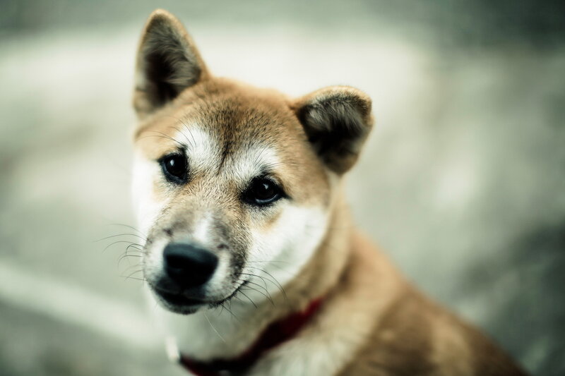 Shiba Inu Dog — Brown, Calm, Photograph, Collar