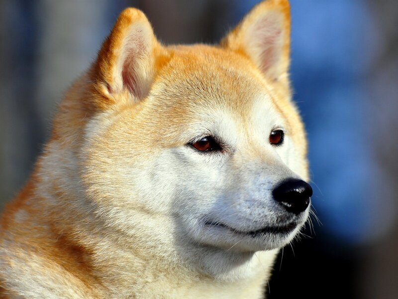 Shiba Inu Dog — Brown, Calm, Photograph, Ears