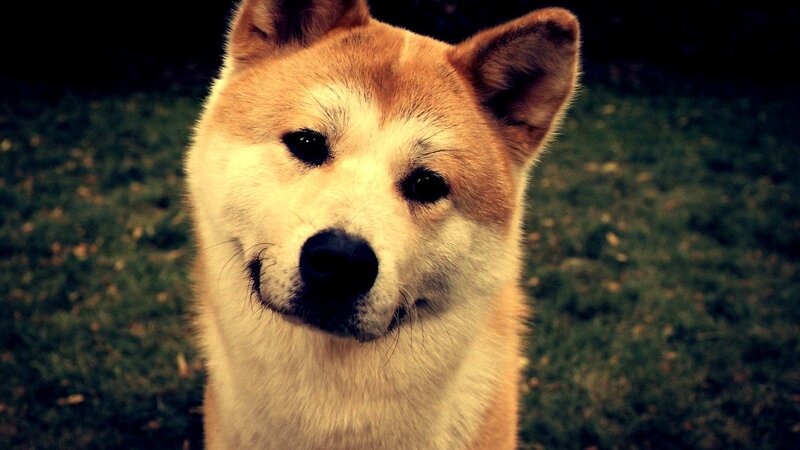 Shiba Inu Dog — Brown, Calm, Photograph, Grass