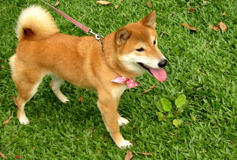 Shiba Inu Dog — Brown, Calm