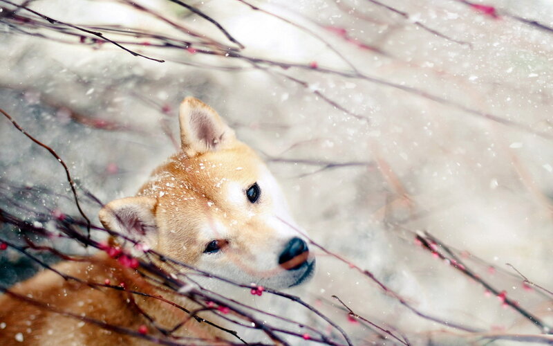 Shiba Inu Dog — Brown, Calm, Winter