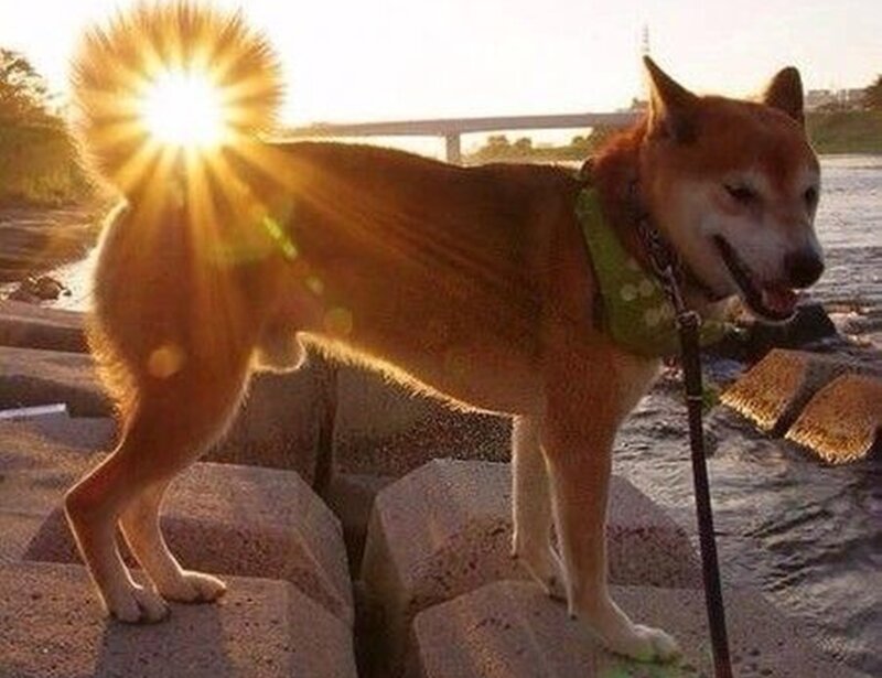 Shiba Inu Dog — Brown, Dramatic, Sunset, Photograph, Sun