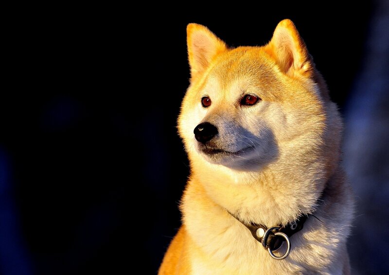 Shiba Inu Dog — Brown, Dramatic, Sunset, Photograph