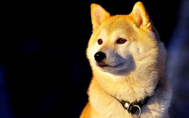 Shiba Inu Dog — Brown, Dramatic, Sunset