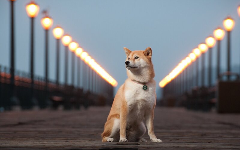 Shiba Inu Dog — Brown, Dramatic