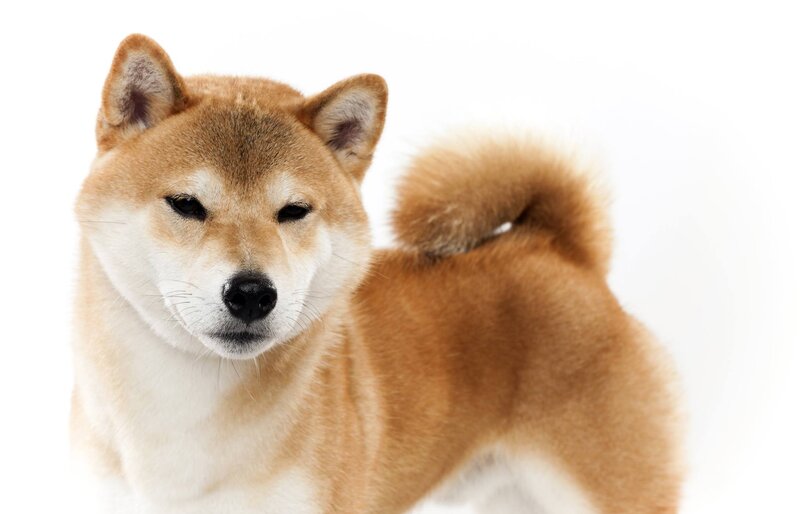 Shiba Inu Dog — Brown, Neutral