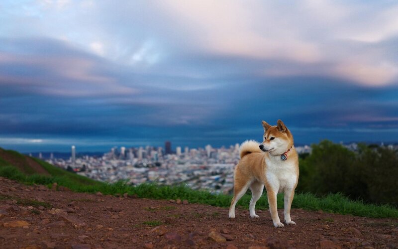 Shiba Inu Dog — Brown, Serene, Sunset