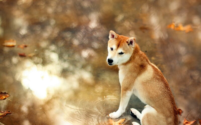 Shiba Inu Dog — Brown, Serene