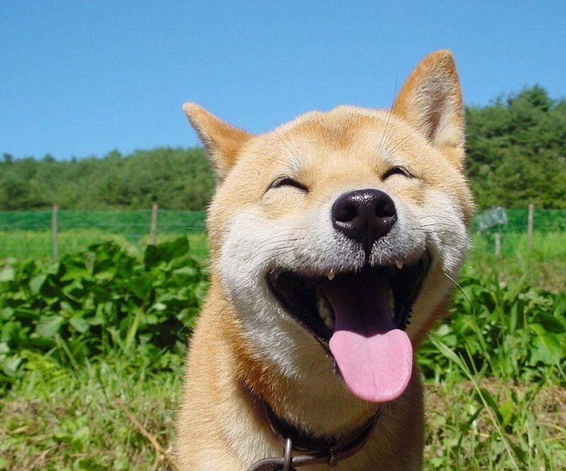 Shiba Inu Dog — Brown