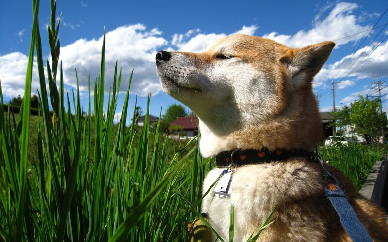 Shiba Inu Dog — Green
