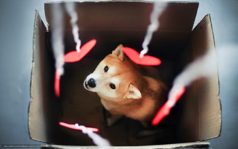 Shiba Inu Dog in Box