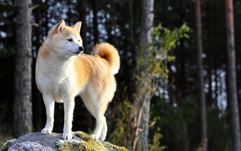 Shiba Inu dog in forest