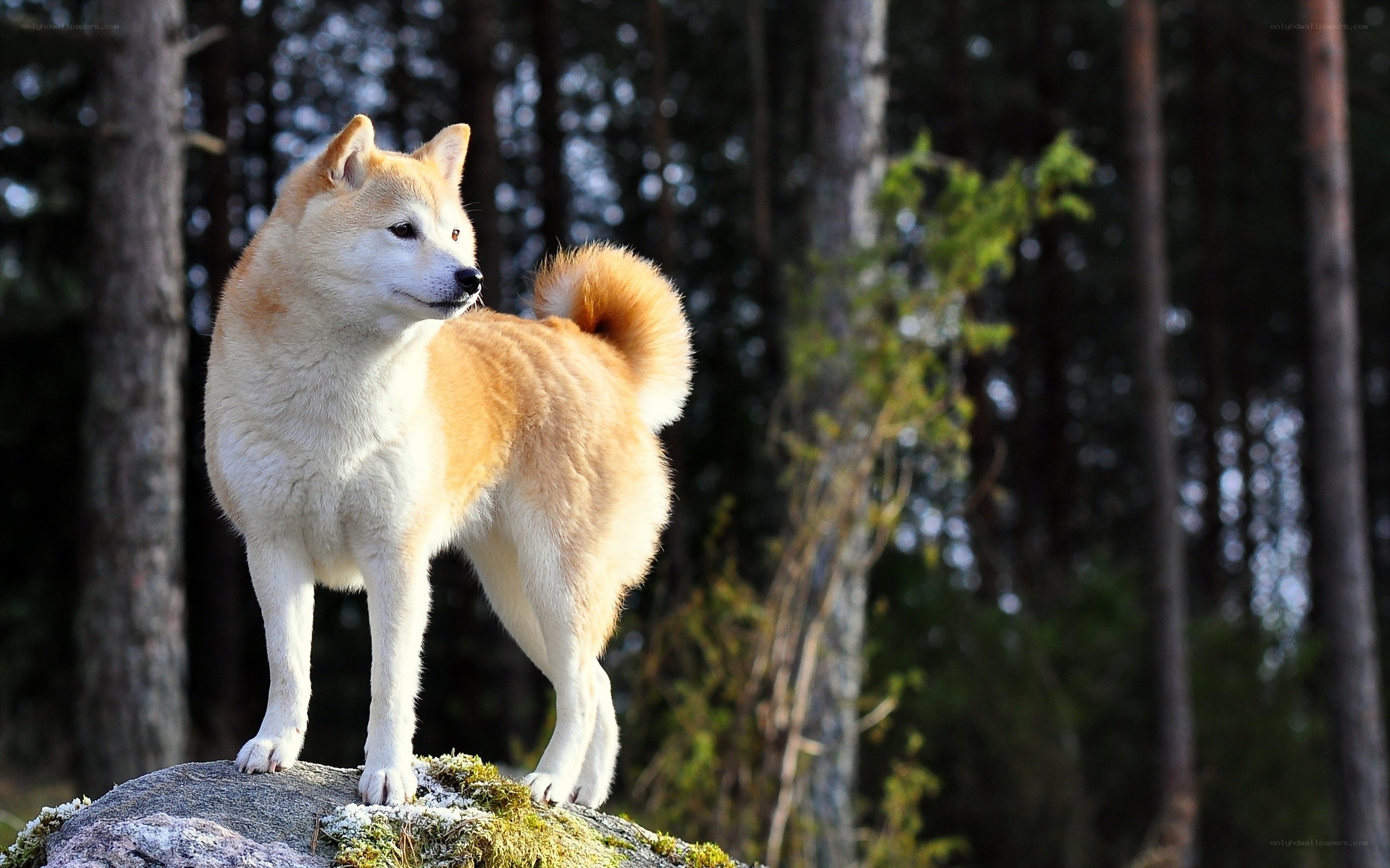 Shiba Inu dog in forest