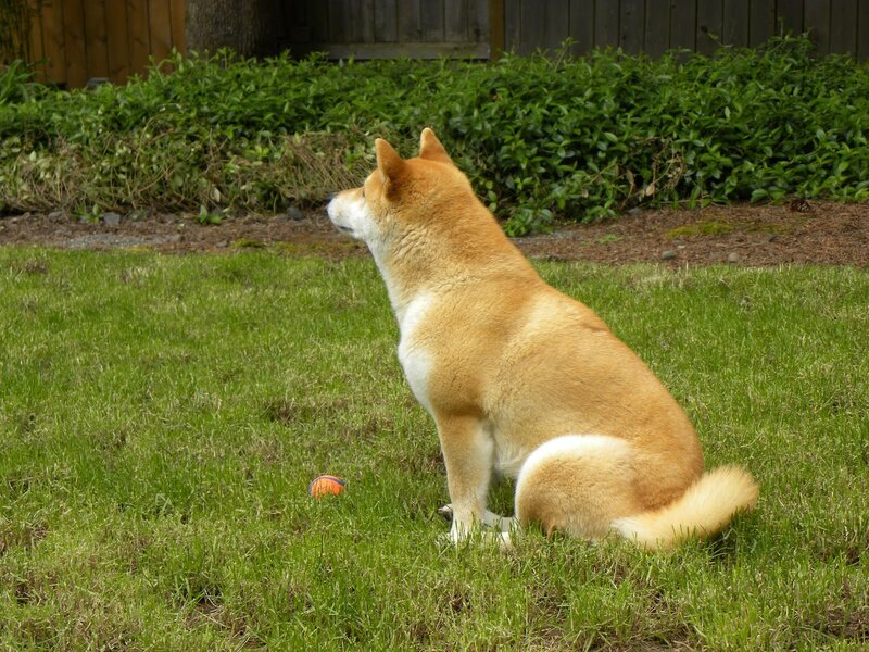 Shiba Inu dog in garden