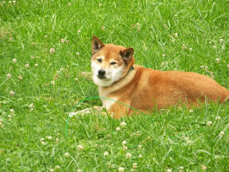 Shiba Inu dog in grass