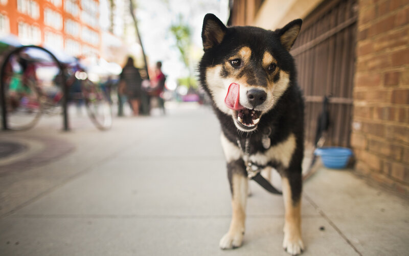 Shiba Inu Dog Licking