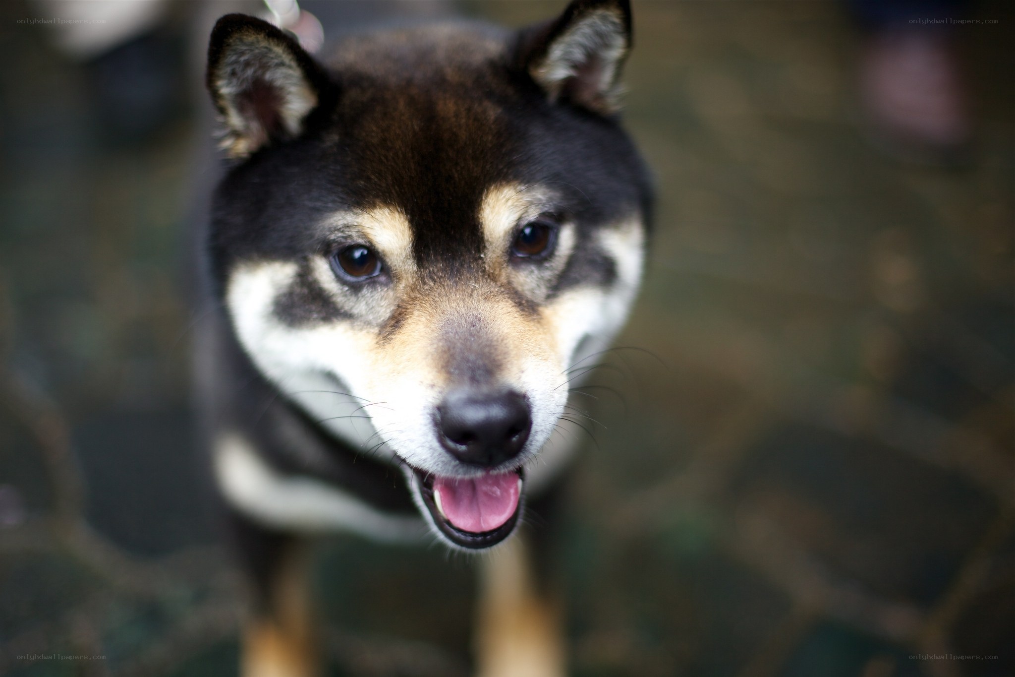 Shiba Inu dog looking up
