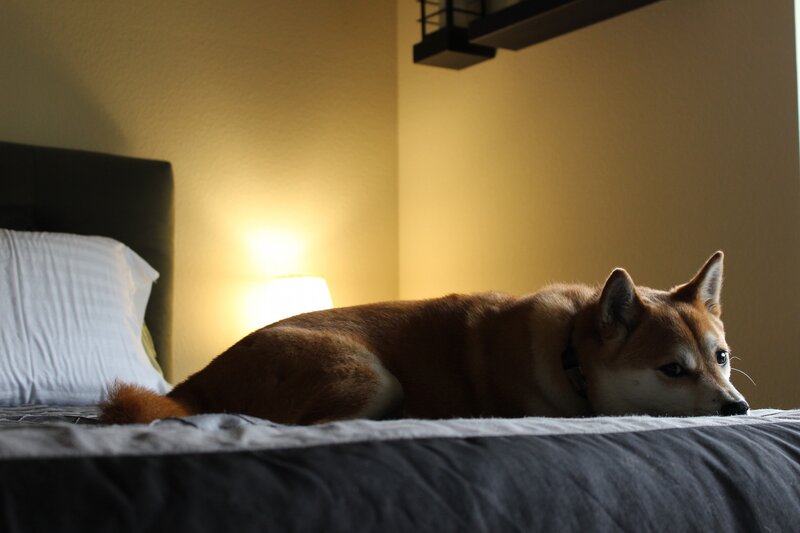 Shiba Inu Dog on Bed