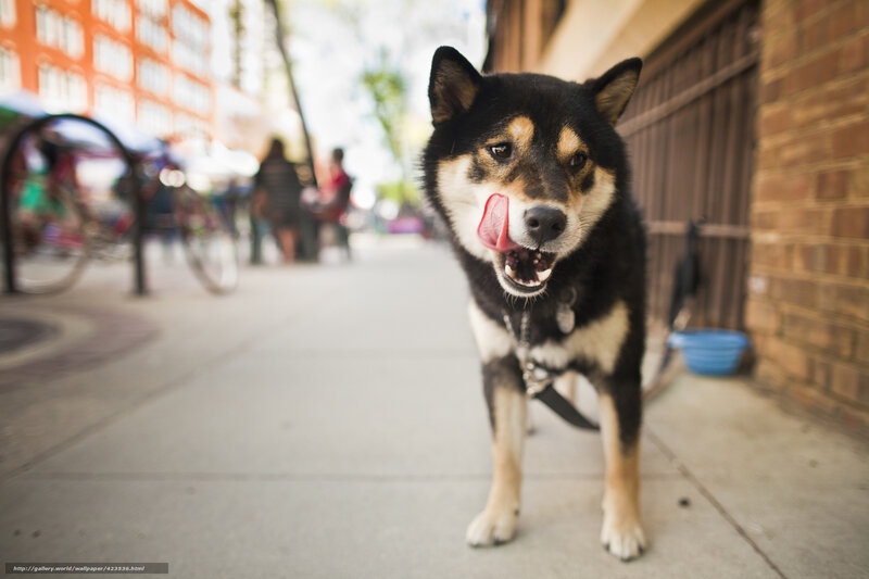 Shiba Inu dog on city sidewalk