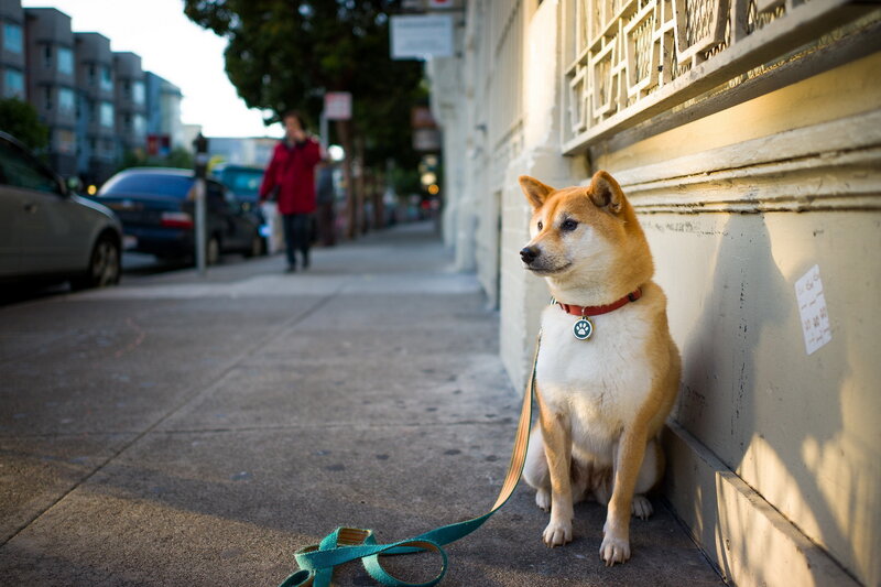 Shiba Inu Dog on Leash