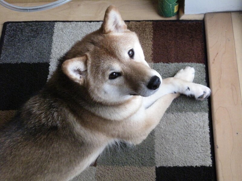 Shiba Inu dog on rug