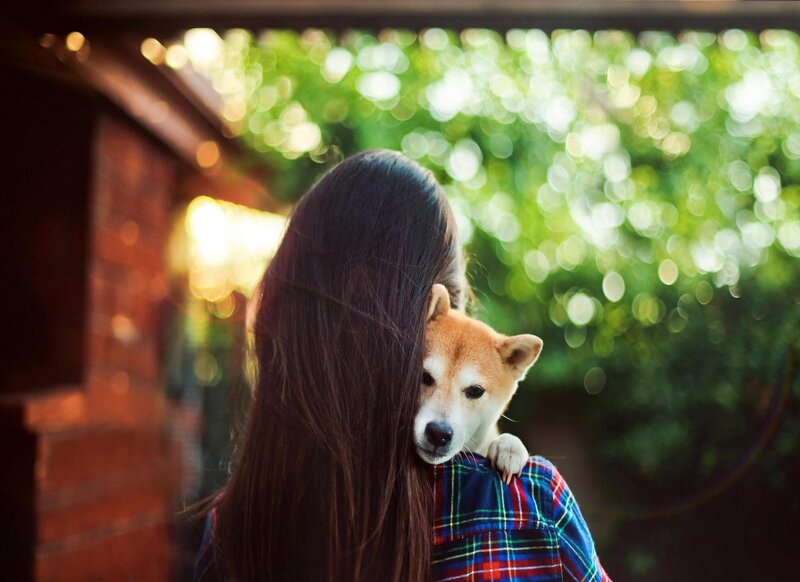 Shiba Inu Dog on Shoulder