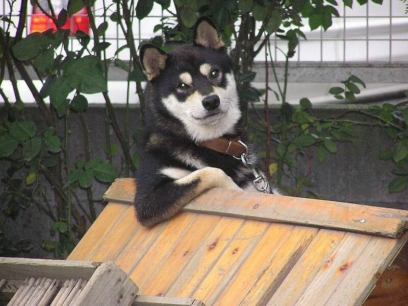 Shiba Inu dog on wooden structure