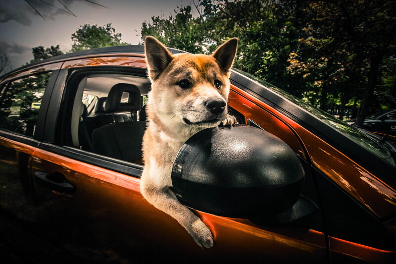 Shiba Inu Dog — Orange, Dramatic