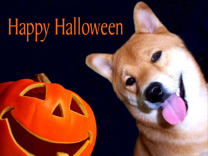 Shiba Inu Dog — Orange, Festive