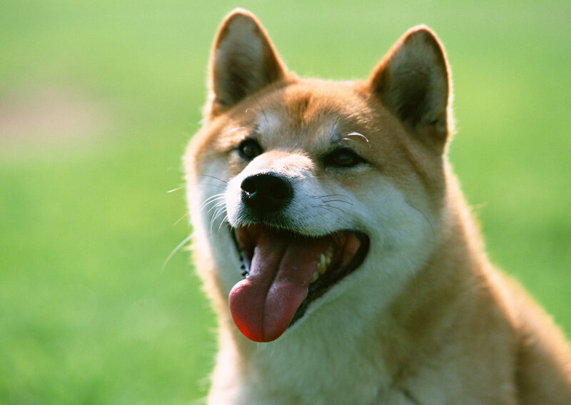 Shiba Inu dog outdoors
