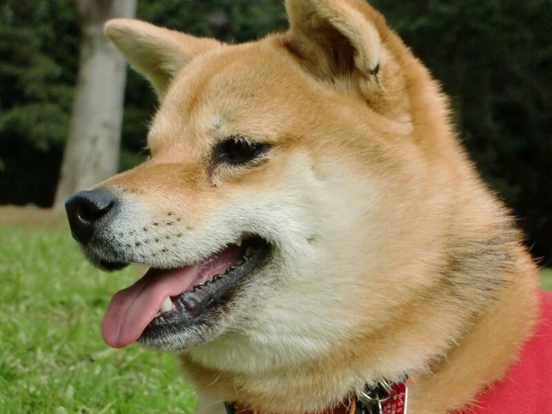 Shiba Inu dog outdoors