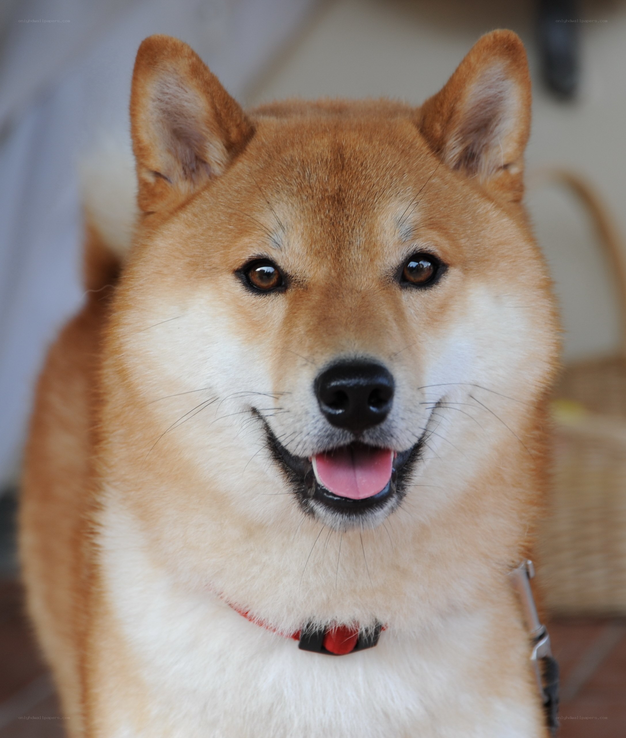 Shiba Inu dog portrait