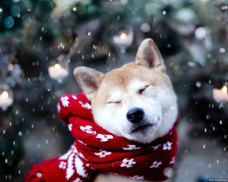 Shiba Inu Dog — Red, Peaceful