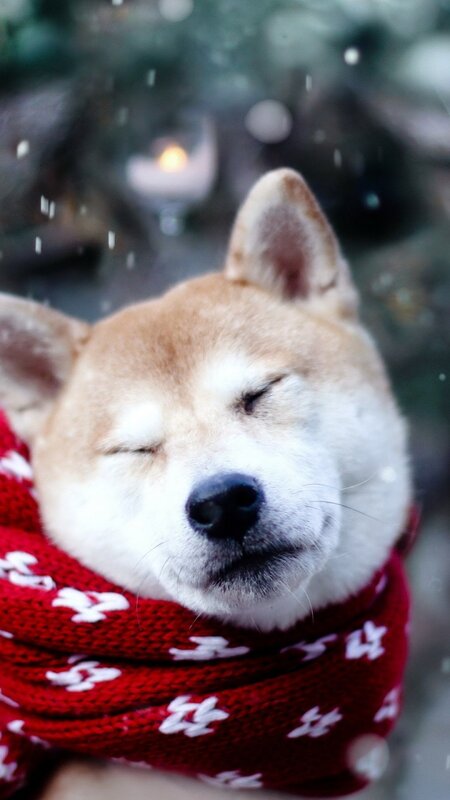 Shiba Inu Dog — Red, Peaceful, Winter