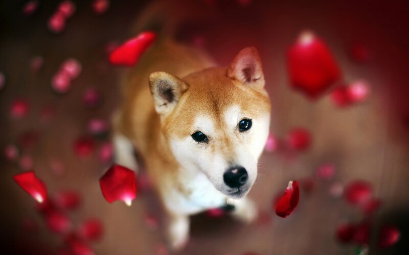 Shiba Inu Dog — Red, Romantic