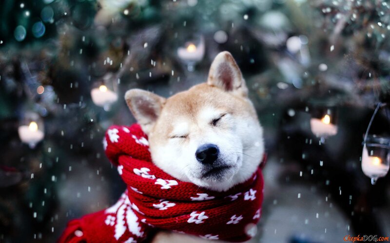 Shiba Inu Dog — Red, Serene, Winter
