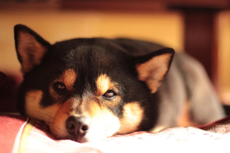 Shiba Inu Dog Resting — Black