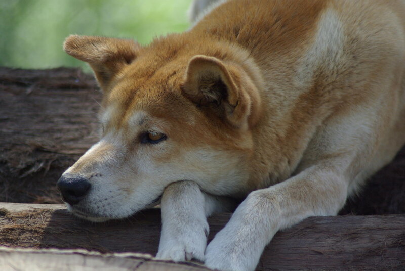 Shiba Inu Dog Resting — Brown