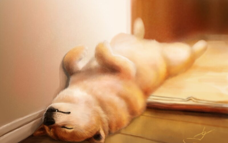 Shiba Inu Dog Sleeping